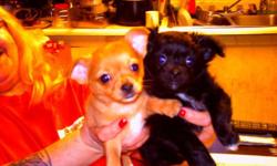 i am selling 1 brown male chihuahua,selling him for 300 dollars vet check an are ready to go, please call 585-468-1028, please leave message if no answer, there is no papers, cash only,please