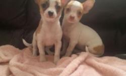 Purebred females, born 01/13/14, family raised, very sociable, $350 each. For more information, please call (315) 420-8321.