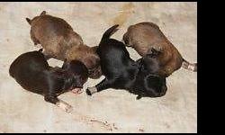 This is a lovely litter of 2 Chihuahua puppies owned by me and my friend and co-owner. There are 2 boys left...They were born January 25th.
Mom is 10 lbs and dad is 3 1/2 lbs ,, pictures below.
There are two pictures of each pup.
Dew claws removed, will
