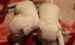 I have two chihuahua puppies one male and one female for sale that were born on New Year's Day. They will be ready just in time for Valentine's Day.
This ad was posted with the eBay Classifieds mobile app.