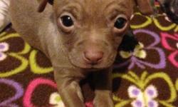Tan male (sold) and black male. Raised with children and other pets. Very friendly and outgoing. Mom and dad are 5lbs. Puppies were born on Valentines Day. No papers.