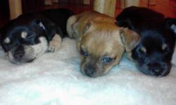 Super adorable 8 week old Chihuahua puppies. I have long and short haired, Male/ Female. ALLREADY NEWSPAPER TRAINED! Text or call 347-437-4905
-The female is the fully brown one.
The males are the black and white one. The white one is longed haired.