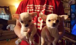 I have 2 to 3 month old C.K.C. Reg. with papers,up to date on shots and dewormed,parents on premises,paper trained long and short hair Chihuahua Puppies for $450 for short hair and $550 for long hair with breeding rights.I also have 8 month old puppies