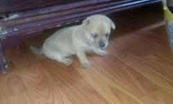 I have 2 male puppies, one black and white , one tan with some white. They were born 6/13/2014. They do not have papers. Mother and father are pure bred but have no papers as they are not show dogs just pets. They are adorable and with very good