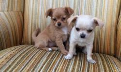 Hi I have two chihuahua puppies for sale, one male one female the male is a cream white in color and the female is reddish brown born may 17th. 350$ each
This ad was posted with the eBay Classifieds mobile app.