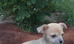 I have 6 chihuahua puppies for sale. Three males and three females. Born june25th. Vet checked and approved. First round of vaccines , dewormed and parasite free. Health warranties and one free vet visit included .These guys are weewee pad trained and are