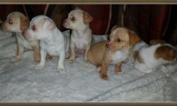 Chihuahua puppies for sale. Ready to go. shots and wormed. 2 females and 3 males. They are not registered. They will be between 4-7 lbs full grown. Clean and healthy puppies that are well socialized and raised in our home with other dogs, cats and
