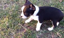This little boy is a short coat, purebred, registered chihuahua puppy. He does have registration papers. He has had first shots and wormings. He will be tiny, maturing between 3 and 4 pounds. He is ready to go