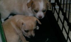 I have two short hair female Chihuahua's for sale, they were born 6/4/13.
Very beautiful and playful, they are standard chihuahua's with the deer head. One is a very light fawn, almost cream and the other is a white and cream color. they are a must see!