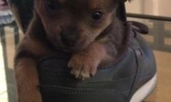 I have 1 boy and 1 girl chihuahua puppy's they are 8 weeks old and ready to go vet checked dewormed and upto date on shots the mother is 2.8 lbs and dad is 3.7lbs if you would like more info call or text (585)230-2620
This ad was posted with the eBay