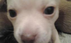 I have one male apple head Chihuahua puppy. He was the runt of the litter. He weighs less than one pound. He has had his first vet visit, first set of shots, and dewormed. Both parents on premise, Mother weighs three and a half pound, Father weighs three