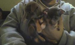 they are ready for their new homes now sweet loveing playful puppys both blues one hairless take one home 350.00 obo
