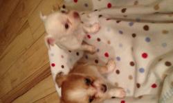 I have 2 chihuahua pups available. One male and one female. The female is a very tiny white and cream color and the male is brown. Both 8 weeks old and have their first set of shots and have been dewormed. They are CKC registered. They've been raised with