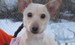 Chihuahua - Rascal - Small - Baby - Male - Dog
6 mos. old very sweet and playful chihuahua mix . He gets along with other dogs . He was given up because owners had too many dogs .
CHARACTERISTICS:
Breed: Chihuahua
Size: Small
Petfinder ID: 25490413