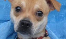 Chihuahua - Rocky Centerville - Small - Young - Male - Dog
I'm Cute & Sweet!
Rocky Centerville was born about December 1, 2011 and weighs about 15 pounds. He is a cute little bugger and just as sweet as can be. He is here because his humans were moving