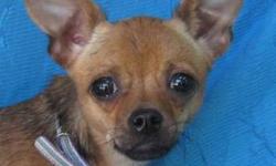 Chihuahua - Ruth - Small - Young - Female - Dog
Ruth was born about 7/24/2011 and weighs 4 or 5 pound. She is too cute for words and is the sweetest little snuggler for the most part. She does get frightened at first or in uncertain situations and can be