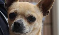 Chihuahua - Sam - Small - Adult - Male - Dog
To meet this dog, please fill out an application online  or you may come in and fill one out in person. The approval process takes less than fifteen minutes if all your references are available at the time you