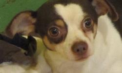 Chihuahua - Sancho - Small - Adult - Male - Dog
I am a young affectionate adult who loves to cuddle and have attention. I am good with kids (older would be best because I am so small), and I get along with other well behaved small dogs. I would love to
