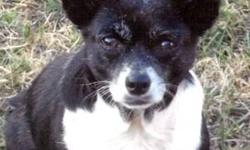 Chihuahua - Sophie Tuna - Small - Adult - Female - Dog
Sophie is the cutest little munchkin you will ever want to meet. She is alert, peppy and silly as well as affectionate. She is potty trained and verbally responsive to your requests. She is about 8