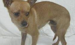 Chihuahua - Spanky - Small - Young - Male - Dog
If you are looking for a constant quiet companion, Spanky could be the one for you. Shy upon initial meeting, Spanky opens up quickly especially with a fabulous belly rub. They seem to be his favorite