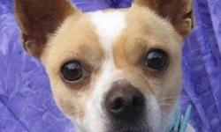 Chihuahua - Stanley - Small - Young - Male - Dog
Wow! Have I Been Around the Block!
Stanley was born about November 14, 2009 and weighs between 5 & 8 lbs. Sorry, I don't have a scale handy, if you need exact weight, let us know. He is a cute little guy