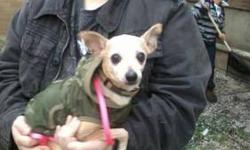 Chihuahua - Thema - Small - Adult - Female - Dog
Sweet as can be with everyone they meet.this lil girl is 9 years old owmer past away . loves kids a real love bug call foster home at 845 891 0982
CHARACTERISTICS:
Breed: Chihuahua
Size: Small
Petfinder ID: