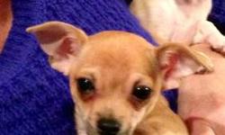 Two little brothers. DRA registered, initial shots and health certificates, they are perfect, smart happy little pups. Chihuahua lovers only please, adult homes preferred, not for children. Please drop me a few lines about yourself, other pets, vet, and