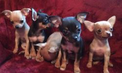 Chihuahuas
5 pure bred chihuahuas ready to go to their forever homes. Raised in our home and well socialized with animals and people. Will have first shots and worming. They come with a puppy starter pack and lots of love! call or text 315267-6031