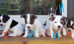 3 males $450 (all white with blue) and female $550(blk,tan,white) born Friday May 13th, ACA registered dewormed will be vaccinated in due time, happy, healthy, socialized, and ready to go July 15th.. 631/522-6364