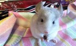 I am a small hobby chinchilla breeder. They are raised in my home used to children and other animals. I have beige, mosaic, black velvet, violet, white violet, ebony and a tan. www.loveablechins.com
I currently have a standard female a year old for $75.