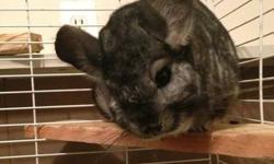 Chinchilla named chichi. Selling the animal, cage, dust bath, left over dust, left over bedding and food, and all of its accessories/toys for $75.
This ad was posted with the eBay Classifieds mobile app.