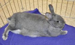 Chinchilla - Bethany - Medium - Young - Female - Rabbit
Bethany is a beautiful 2 year old rabbit ready for her new home. She is a sweetheart with a playful attitude. She is as soft as you could imagine and loves to be pet just as much as you'll love