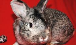 Chinchilla - Cowslip - Medium - Young - Male - Rabbit
Sweet and friendly bunny who is eager to find his forever person! He is neutered and checked out by a veterinarian. Come in and spend some time with him today!
CHARACTERISTICS:
Breed: Chinchilla
Size:
