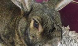 Chinchilla - Little Jack - Medium - Adult - Male - Rabbit
Little Jack was surrendered to our shelter with his father/best friend Roger on 9/14/12. Their owner was moving and could not take them with her. Little Jack is 4 1/2 years old, and is already