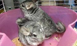 Chinchilla - Rembrandt & Van Gogh - Small - Young - Male
Rembrandt and Van Gogh are two very cute little males that are approximately 1.5 to 2 yrs old and looking for a home to call their own. They get along great so we would like them to go together.