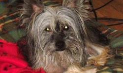 Chinese Crested Dog - Dylan - Small - Young - Male - Dog
Dylan is ready to find his forever home! He did not have a great start in life but I promised him things would get better. An elderly woman bought him when he was a puppy from somewhere in the