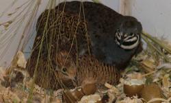 Tiny Quail ( adults about the the size of large lemons) suitable for indoor pets on their own merit, and nice inhabitants for cage and aviary bottoms of other peaceful birds, similar to the way catfish are included in aquariums.
Very peaceful.. pleasant