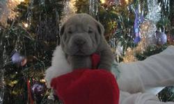 THIS PRICE ENDS 12/22/2012. (Regular price after that will be $1,500). These pups will keep their wrinkles! Puppies available 12/19/2012, but will hold longer for you if needed. Puppies come with all current shots, de-wormed, health verified by Vet, paper