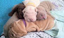 www.livingrocsharpei.com
Our pups come...
AKC registerable, UTD shots, wormed, vet checked, Professionally trained for potty, sociability, and obedience, family raised and children orientated, *microchip (at extra cost.)