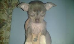 She is 8 weeks old hairless blue she has a little hair on her head feet and tail she is ready for her new home