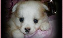 HI I'm Chloe, I am a female pomchi (Pomeranian/Chihuahua cross). i am a designer dog i will be smaller than a pomeranian but sweet and fluffy like one!! I am a T-cup size so i should be 4-5lbs.I am the shy of in my litter it takes me afew mins to warm up