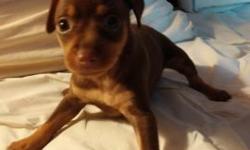Hi I have a chocolate female miniature pinscher born on 06/20/14 her tail and dew claws are done and she is up to date on shots and worming. She is and outgoing and playful . If interested please call me at 540-205-5225,I also have ground transportation
