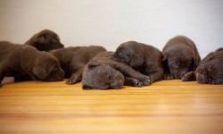 We have 4 chocolate males and 2 chocolate females available in this litter. These puppies will make excellent family dogs as they have been bred for temperament. Our puppies are health checked, dewormed, socialized and will be up to date on their