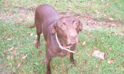 Chocolate Labrador Retriever - Chocolate Lab - Large - Adult
10 year old neutered male Chocolate Lab looking for a new home. He is good with other dogs.
If you or anyone you know is interested please let me know and I will put you in contact with his
