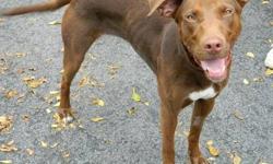 Chocolate Labrador Retriever - Ellie ~lots Of Energy~ - Medium
Ellie was hit by a car and left in a chicken coop with her injuries for a month by her previous owner before she was rescued. She had immediate surgery when we got her to try to save her badly