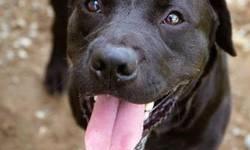 Chocolate Labrador Retriever - Hunter - Large - Adult - Male
CHARACTERISTICS:
Breed: Chocolate Labrador Retriever
Size: Large
Petfinder ID: 24298394
ADDITIONAL INFO:
Pet has been spayed/neutered
CONTACT:
Finger Lakes SPCA of Central New York | Auburn, NY