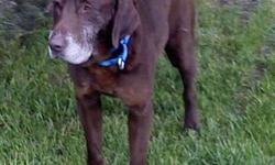 Chocolate Labrador Retriever - Johnnie - Large - Adult - Male
**Johnnie has a special adoption rate of just $50! You will also receive 1 free obedience class at Hope for Your Canine with his adoption.** HEEEEEEEEEERRRRE?s JOHNNIE! THIS is the dog you have