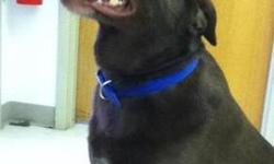 Chocolate Labrador Retriever - Laya - Large - Young - Female
Laya is a 5 yr old female spayed chocolate lab. She is very sweet & loving, seeks attention. She needs exercise. She is a little overweight. She must have a meet & greet with other dogs, since