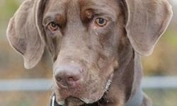 Chocolate Labrador Retriever - Max Jr. - Large - Adult - Male
Fasten Your Seat Belts!
This exuberant, young male chocolate Lab mix (?) was born in March 2010 and still has the personality of a big goofy puppy. Max Jr. is a sweet, athletic, and handsome
