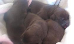 A BEAUTIFUL LITTER OF SOLID CHOCOLATE LABRADOR RETRIEVER PUPPIES BORN AUGUST 4 2014 AND READY FOR THEIR NEW HOMES SEPTEMBER 29 2014.THERE ARE 4 FEMALES AND 4 MALES THE PUPPIES AND PARENTS ARE RAISED IN THE HOUSE AROUND CHILDREN AND FAMILY. THEY WILL HAVE